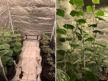 グロウテント植物栽培テント観葉植物テント 楽天市場】＼ 半 額＆10％OFF ／23日20時～ 換気窓付き グロウ